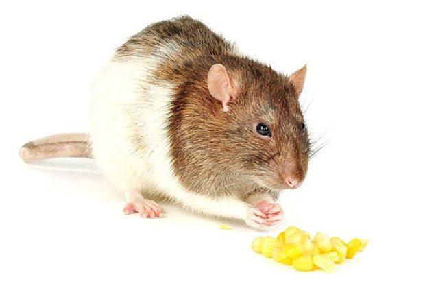 The best-food-for-rats