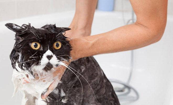 Kediler ve kediler için en iyi şampuanlar