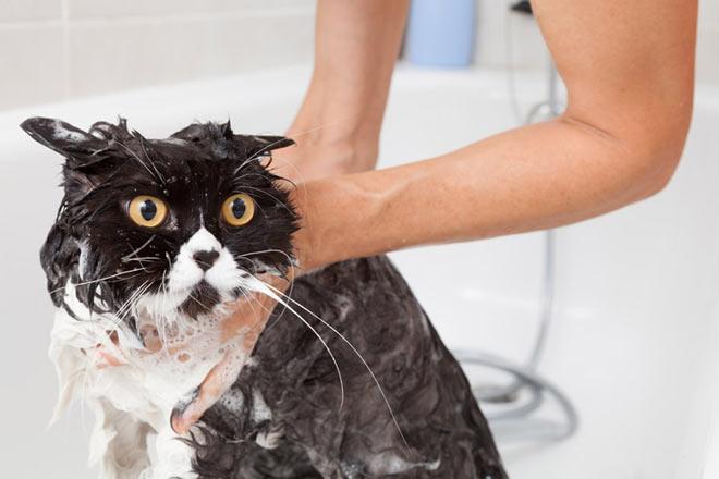 Les meilleurs shampooings pour chats et chats