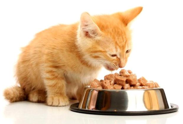 Thức ăn ướt tốt nhất cho mèo