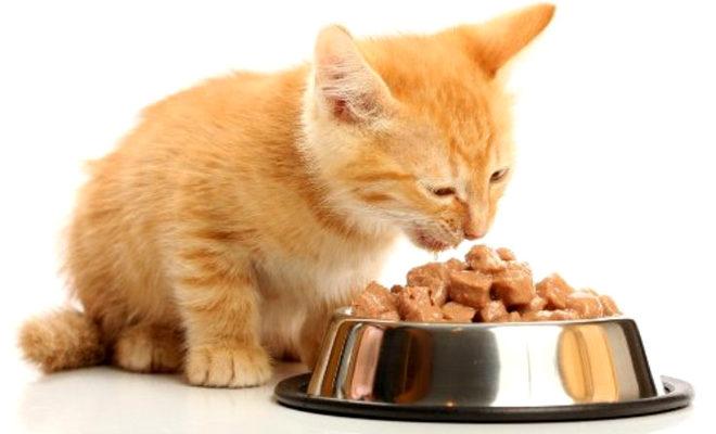 Cea mai bună mâncare umedă pentru pisici