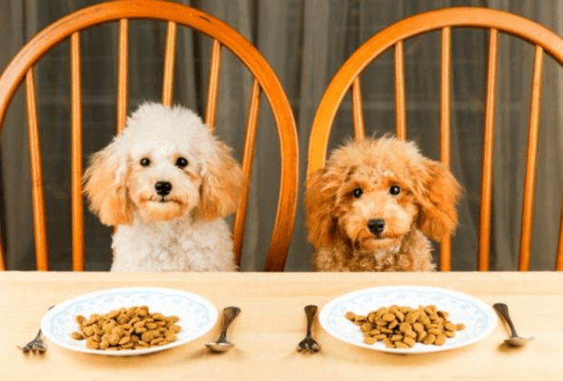 La mejor comida seca para perros
