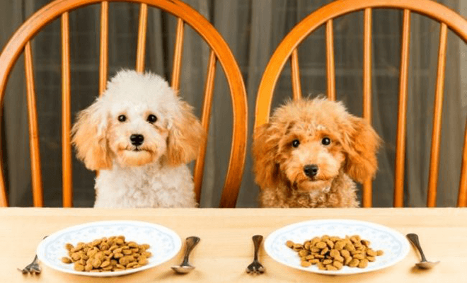 Cea mai bună mâncare uscată pentru câini