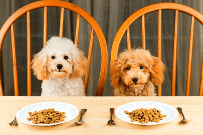 Meilleure nourriture sèche pour chien