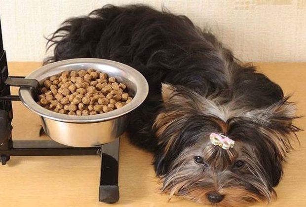 The best food for Yorkies