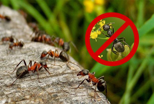 Les meilleurs remèdes contre les fourmis
