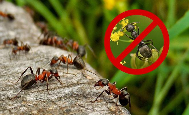Semut paling berkesan ubat Cara mengatasi