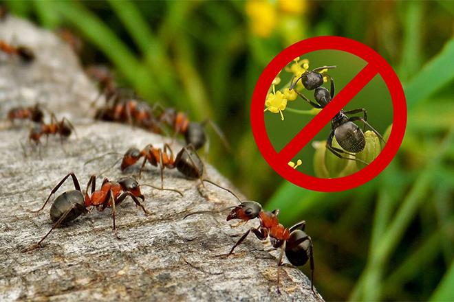 Les meilleurs remèdes contre les fourmis