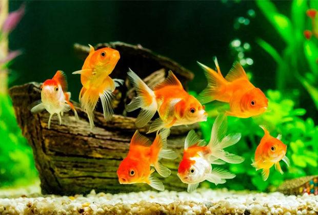 Les meilleurs poissons d'aquarium