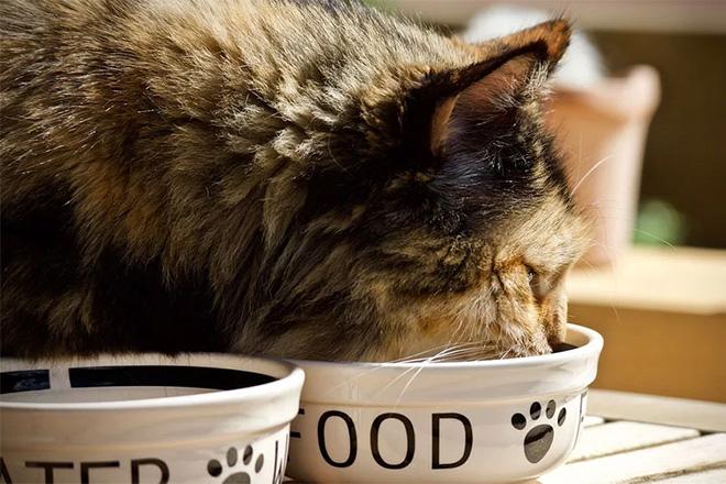 Nejlepší krmivo pro kastrované kočky