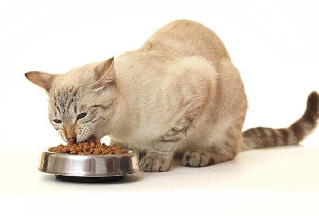 Meilleure nourriture sèche pour chats