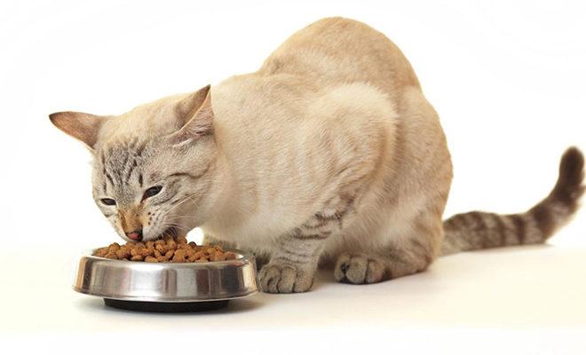 Meilleure nourriture sèche pour chats