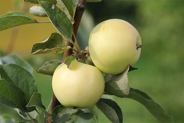 التي التفاح نمت المزارع بعد مرور أشجار زرعها نمت أشجار