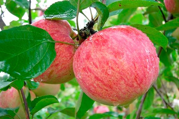 التي التفاح نمت المزارع بعد مرور أشجار زرعها فصل: الفصل