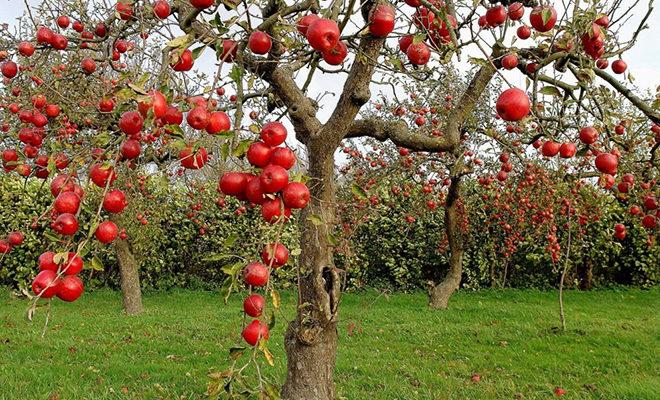 أفضل أنواع أشجار التفاح