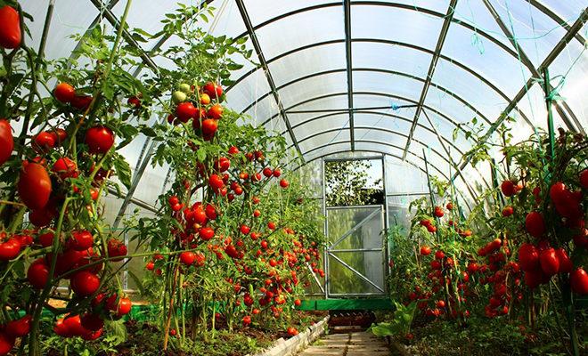 Les meilleures variétés de tomates pour les serres