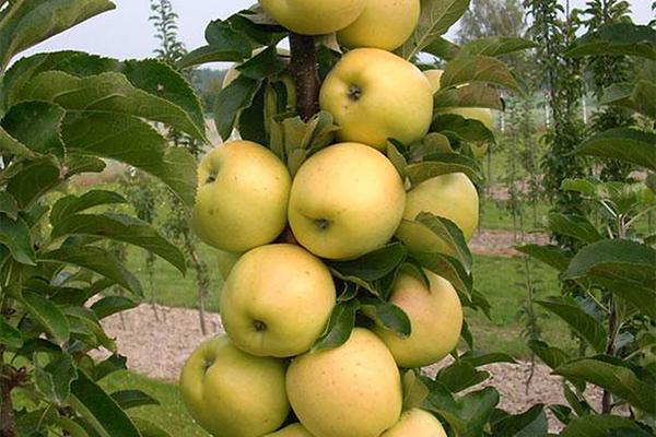 نمت أشجار التفاح التي زرعها المزارع بعد مرور