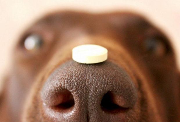Köpekler için En İyi Solucan İlaçları