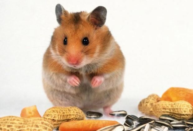 La meilleure nourriture pour hamsters